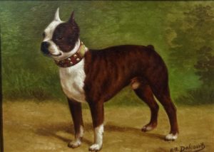 “American Staffordshire Bull Terrier”